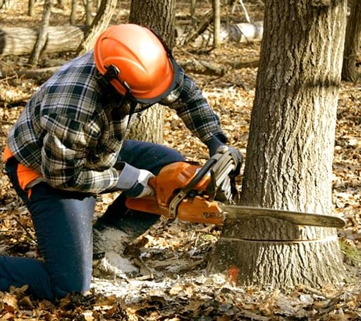 Tree Removal in Whitlash, MT